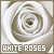 Le rose bianche